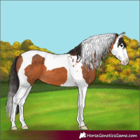 Horse Color:Bay Splash Tobiano