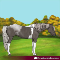 Horse Color:Silver Black Tobiano