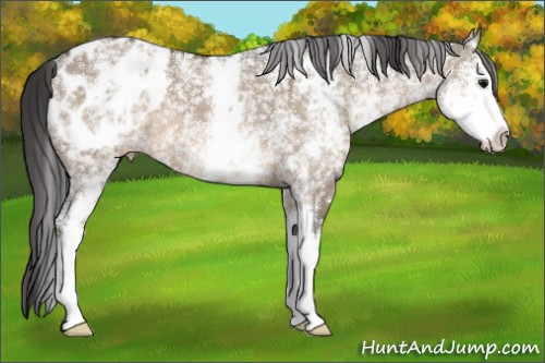Horse Color:White Spotted Brown Dun Appaloosa 