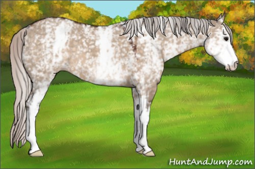 Horse Color:White Spotted Silver Brown Dun