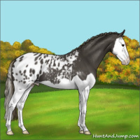 Horse Color:Smoky Black Splash Appaloosa 
