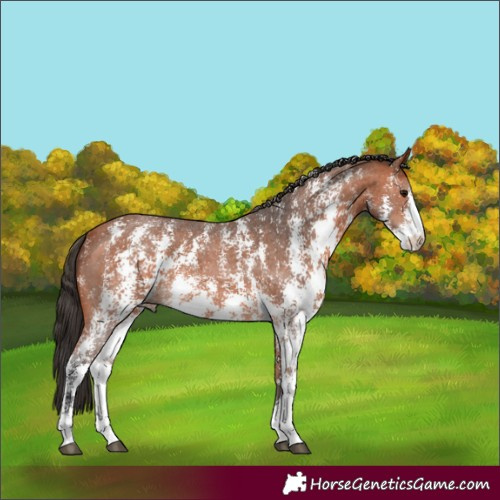 Horse Color:Bay Sabino Rabicano 