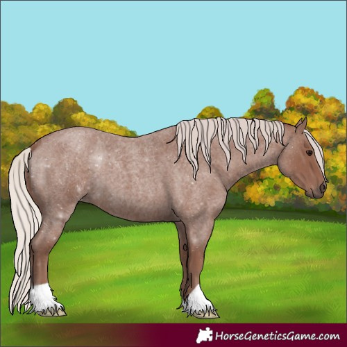 Horse Color:Chocolate Silver Blue Roan 