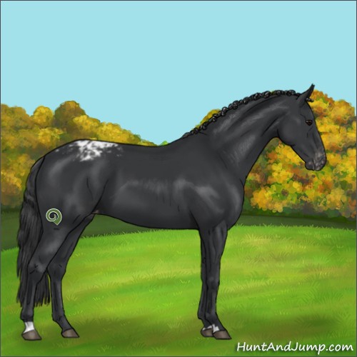 Horse Color:Black Appaloosa