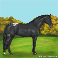 Horse Color:Black Appaloosa 