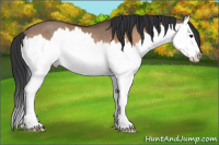 Horse Color:Bay Dun Splash Rabicano 