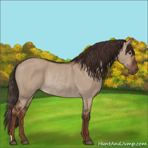 Horse Color:Liver Red Dun Rabicano 