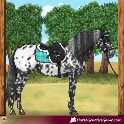 Horse Color:Black Appaloosa 