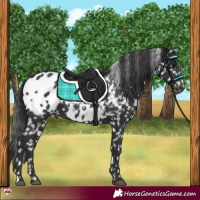 Horse Color:Black Appaloosa 