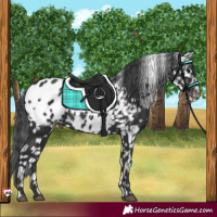 Horse Color:Black Appaloosa