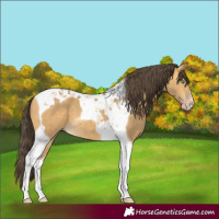 Horse Color:Sable Cream Champagne Tobiano 
