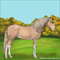 Horse Color:Gold Champagne 