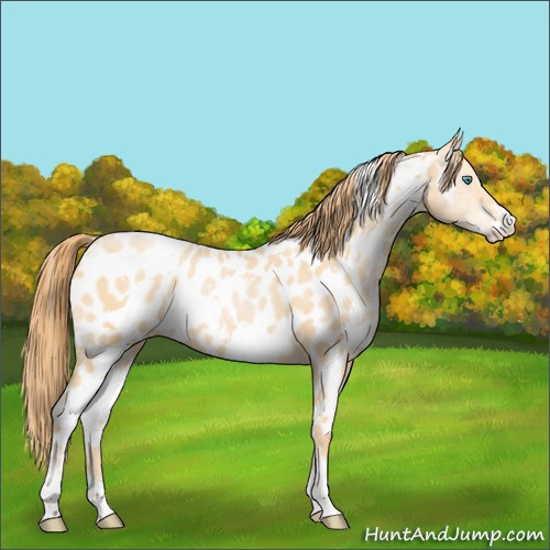 Horse Color:White Spotted Smoky Black Pearl Sabino Appaloosa