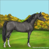 Horse Color:Grullo Roan Sabino Appaloosa 