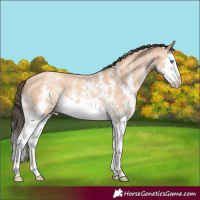 Horse Color:Amber Champagne Sabino Splash