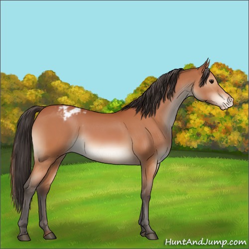 Horse Color:Bay Varnish 