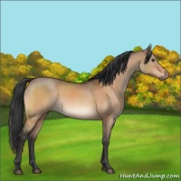 Horse Color:Brown Dun 