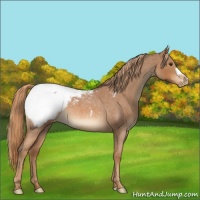 Horse Color:Red Roan Appaloosa 