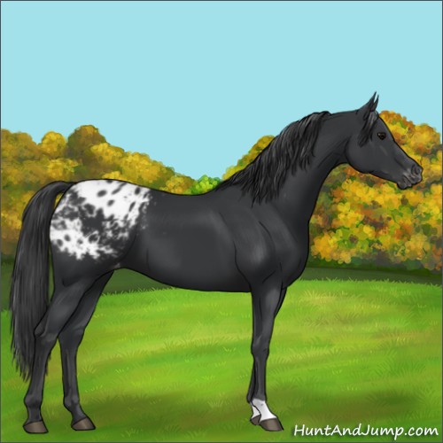 Horse Color:Black Appaloosa 