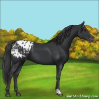 Horse Color:Black Appaloosa