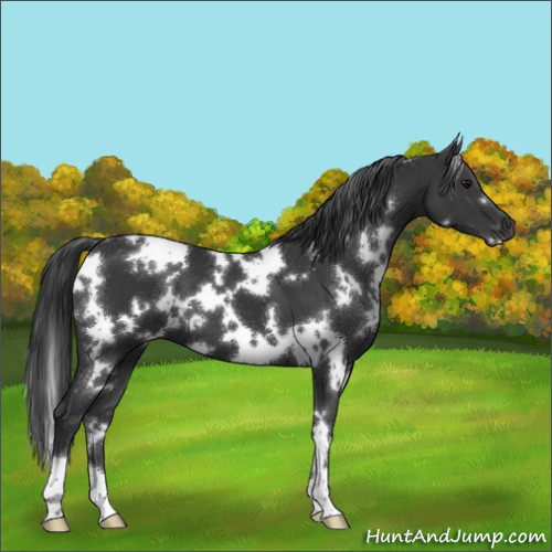 Horse Color:White Spotted Black