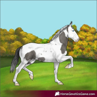 Horse Color:Grullo Splash Tobiano Rabicano