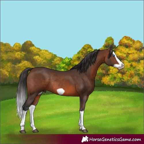 Horse Color:Brown Splash Frame Rabicano 