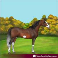 Horse Color:Brown Splash Frame Rabicano 