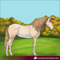 Horse Color:Buckskin Pearl 