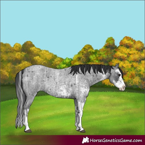 Horse Color:Blue Roan Sabino Splash  and Blue Roan Sabino Splash 