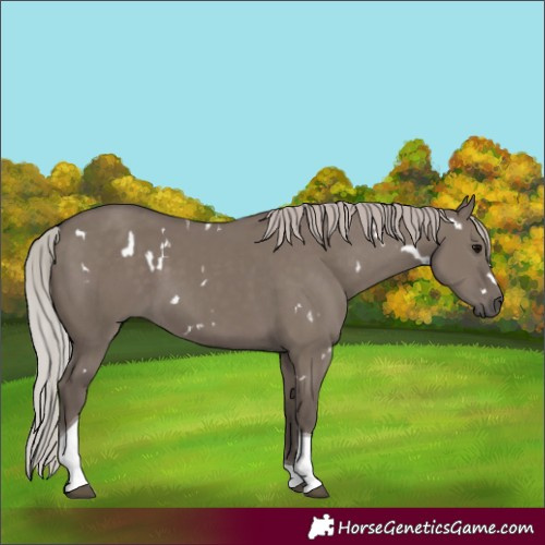 Horse Color:White Spotted Silver Grullo Tobiano 