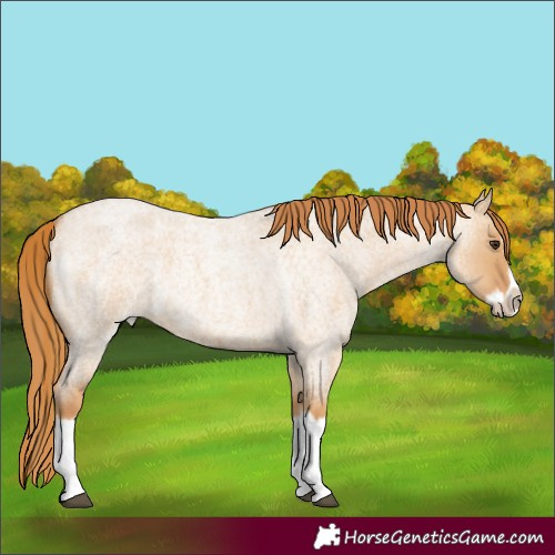 Horse Color:Red Dun Roan Splash Frame Rabicano 