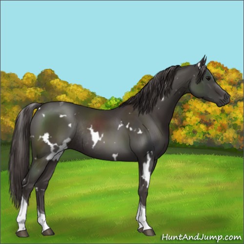 Horse Color:White Spotted Smoky Black Tobiano Rabicano