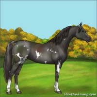 Horse Color:White Spotted Smoky Black Tobiano Rabicano 
