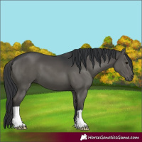 Horse Color:Grullo 
