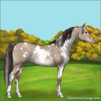 Horse Color:White Spotted Classic Champagne Dun 