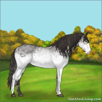 Horse Color:White Spotted Smoky Black