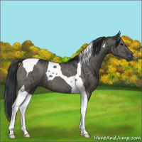 Horse Color:Grullo Tobiano Brindle 