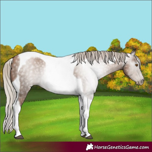 Horse Color:Gray Silver Black Pearl Tobiano 