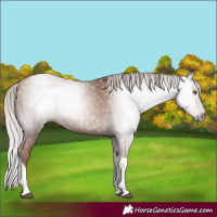 Horse Color:Gray Silver Black Pearl Tobiano 