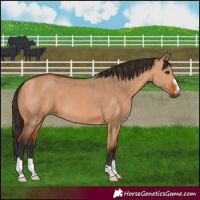 Horse Color:Bay Dun 