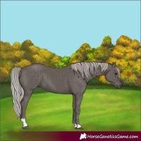 Horse Color:Silver Black Tobiano 