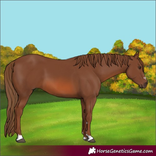 Horse Color:Chestnut 