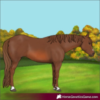 Horse Color:Chestnut 