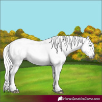 Horse Color:Gray Silver Amber Cream Champagne Roan Dun Splash Tobiano Frame Appaloosa Rabicano 
