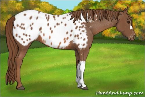 Horse Color:Chestnut Appaloosa 