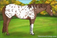 Horse Color:Chestnut Appaloosa 