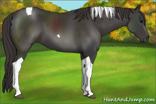 Horse Color:Smoky Black Sabino Tobiano 