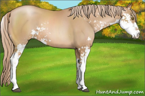Horse Color:Chestnut Pearl Sabino 