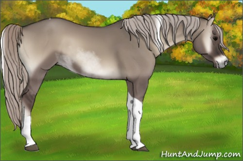 Horse Color:Silver Grullo Onyx Tobiano 